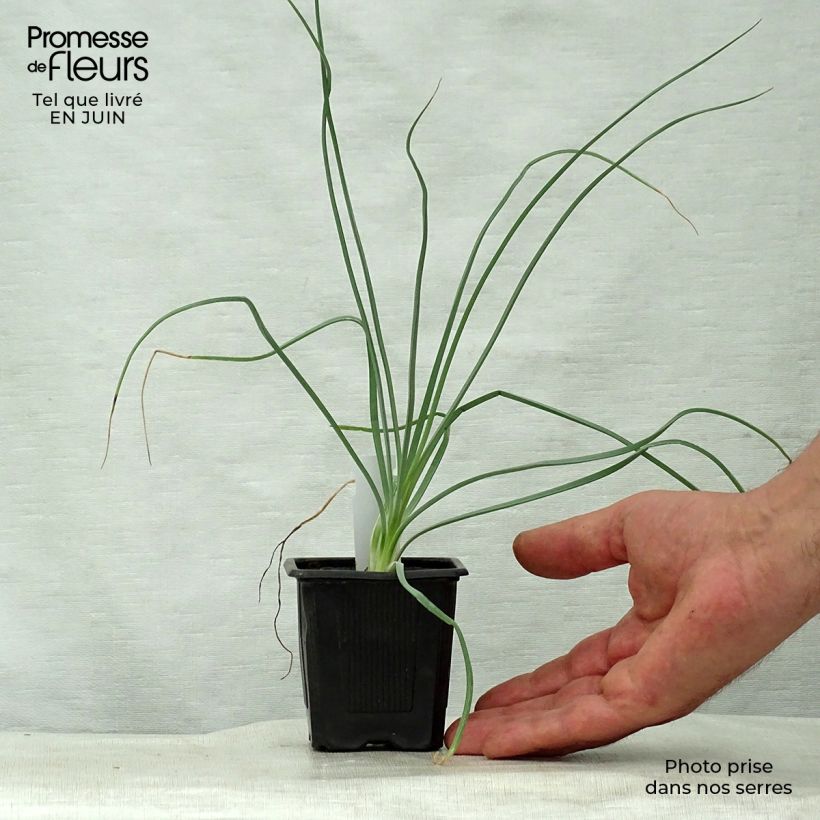 Asphodeline lutea - Jacob's Rod 7/8 cm pot sample as delivered in summer