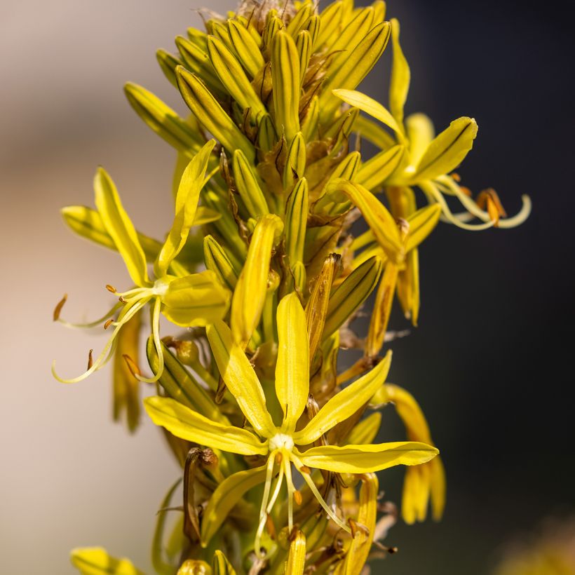 Asphodeline lutea - Jacob's Rod (Flowering)