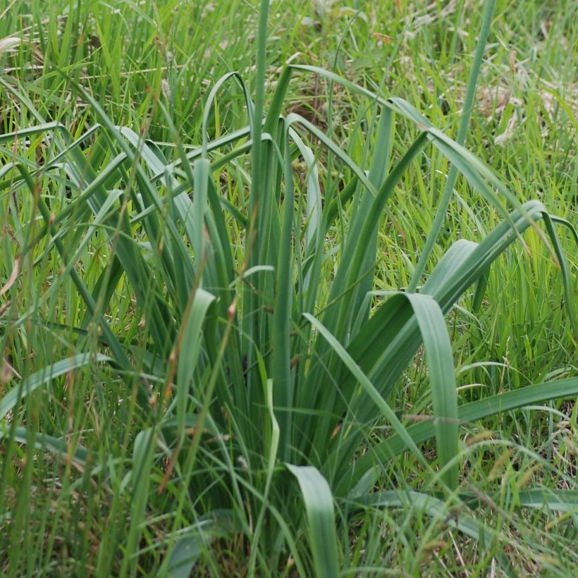 Asphodelus albus (Foliage)