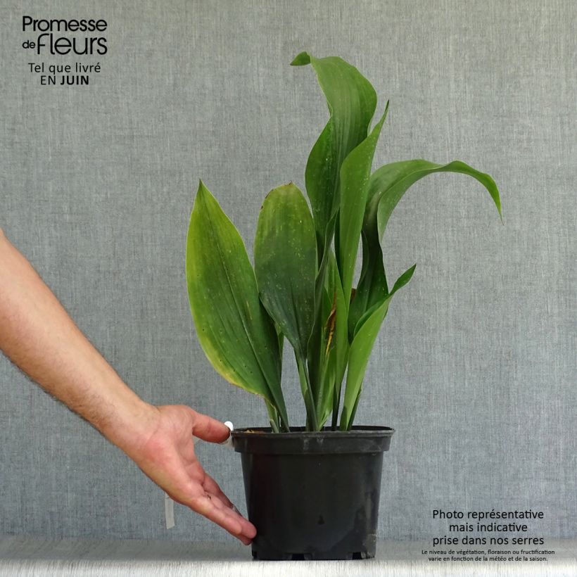 Aspidistra elatior - Cast-Iron Plant 2L/3L pot 20/30cm sample as delivered in summer