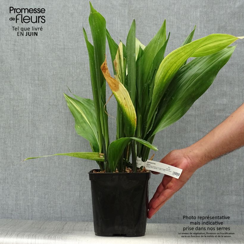 Aspidistra elatior Zebra - Cast-Iron Plant 2L/3L potShipped height around 60/70cmcm sample as delivered in summer
