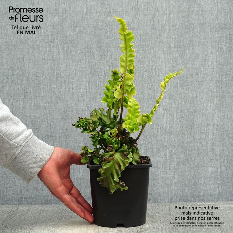 Phyllitis scolopendrium Bolton’s Noble - Hart's-tongue fern 2L/3L pot sample as delivered in spring
