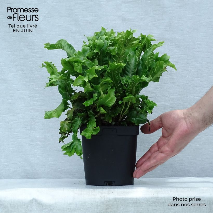 Asplenium scolopendrium Cristatum Group - Hart's Tongue Fern 2L/3L pot sample as delivered in summer