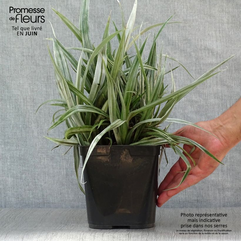 Astelia chathamica Silver Shadow 2L/3L pot sample as delivered in summer