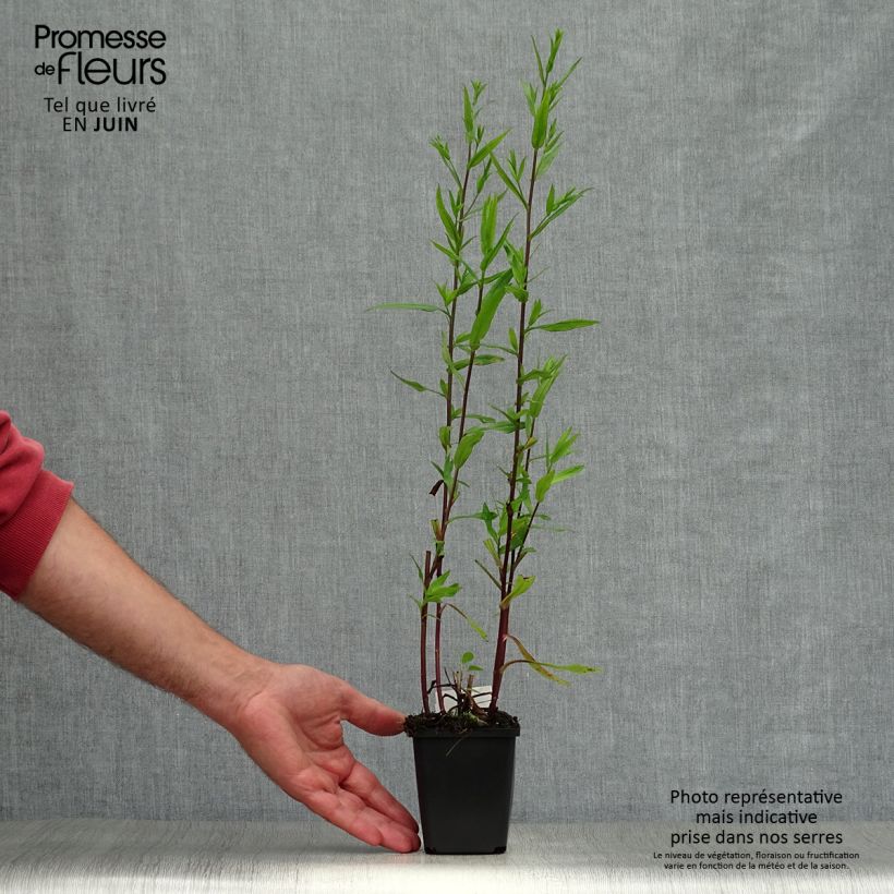 Aster novi-belgii Fellowship 8/9 cm pot sample as delivered in summer