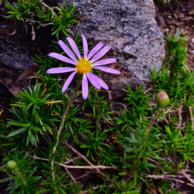 Ionactis linariifolia - Aster (Flowering)