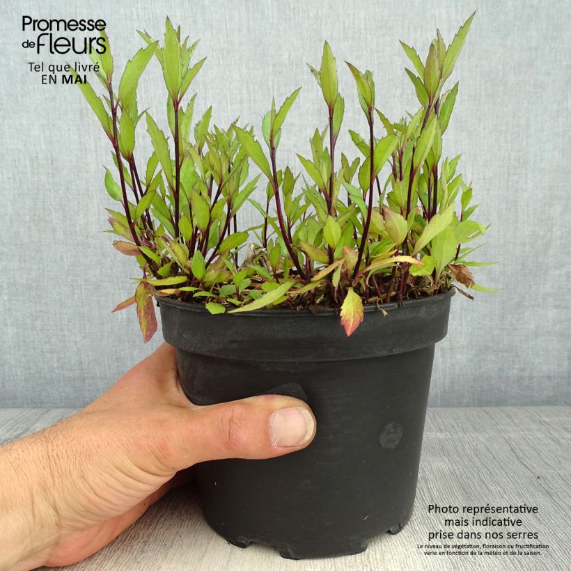 Aster ageratoides Ezo Murasaki en pot de 2L/3L sample as delivered in spring