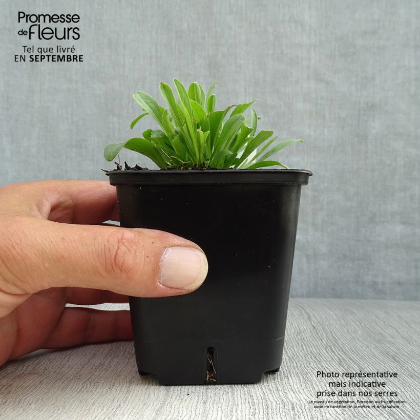 Aster alpinus Pinkie 8/9 cm pot sample as delivered in autumn