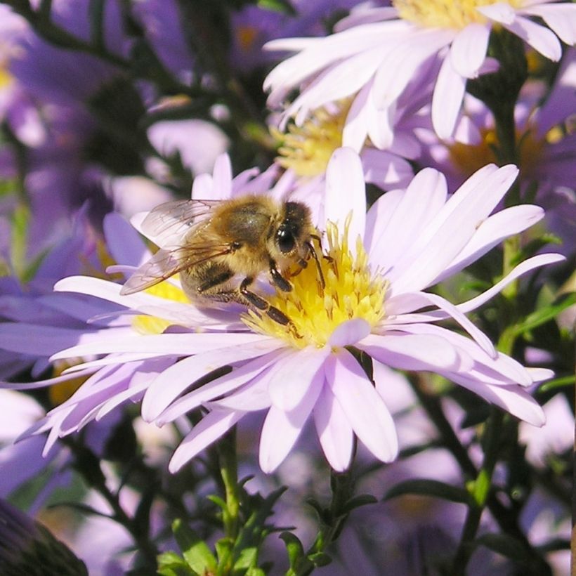 Aster amellus September Glow (Flowering)