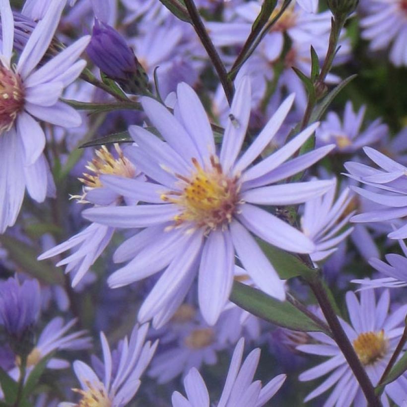 Aster cordifolius Blue Heaven (Flowering)