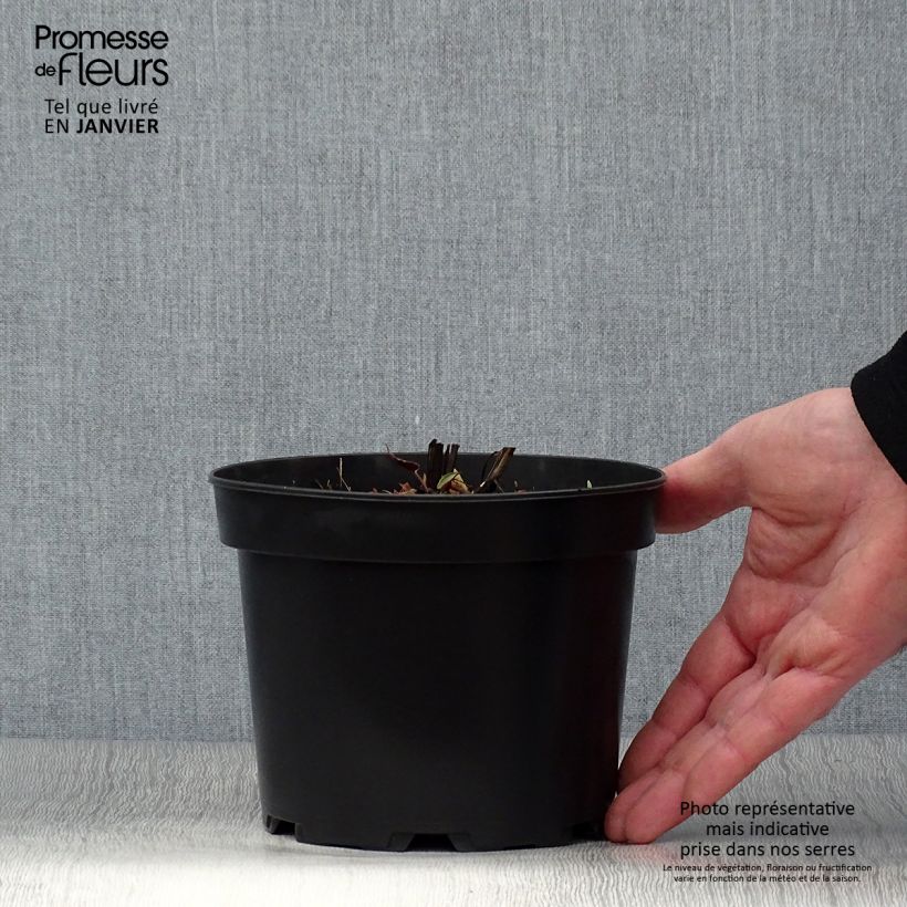 Aster cordifolius Ideal 2L/3L pot sample as delivered in winter