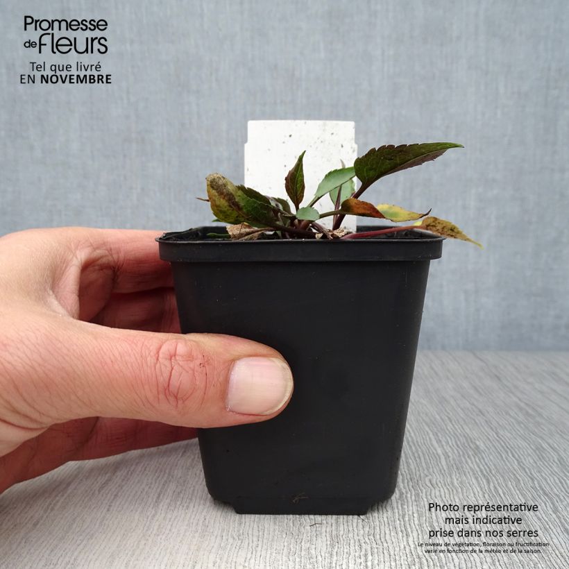 Aster cordifolius Little Carlow 8/9 cm pot sample as delivered in autumn