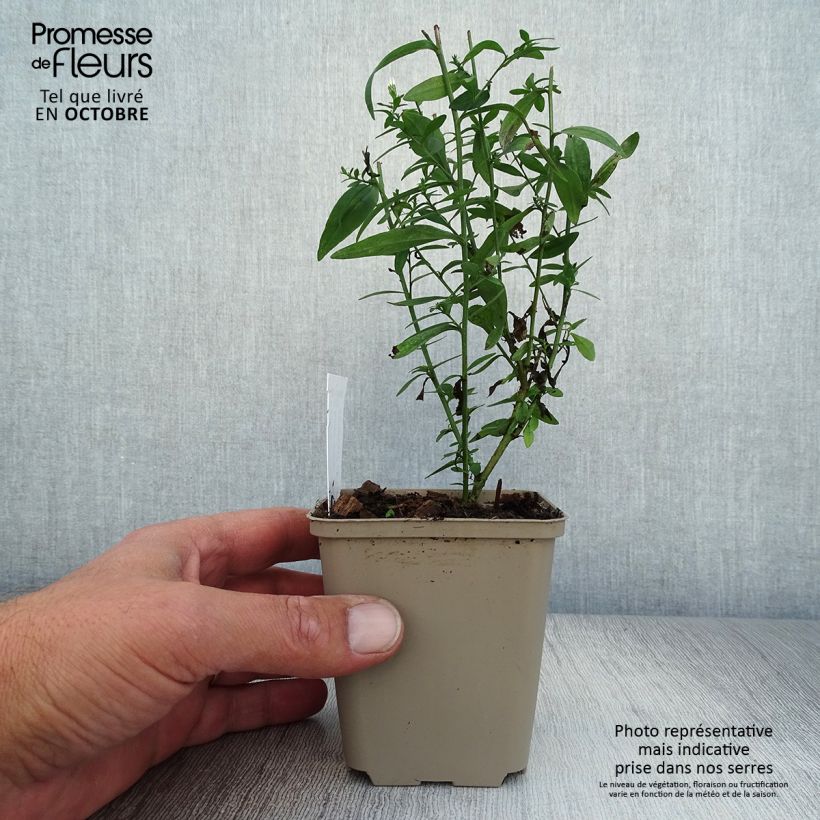 Aster cordifolius Photograph 8/9 cm pot sample as delivered in autumn