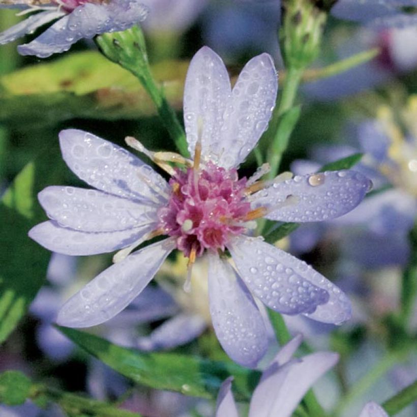 Aster cordifolius Ideal (Flowering)
