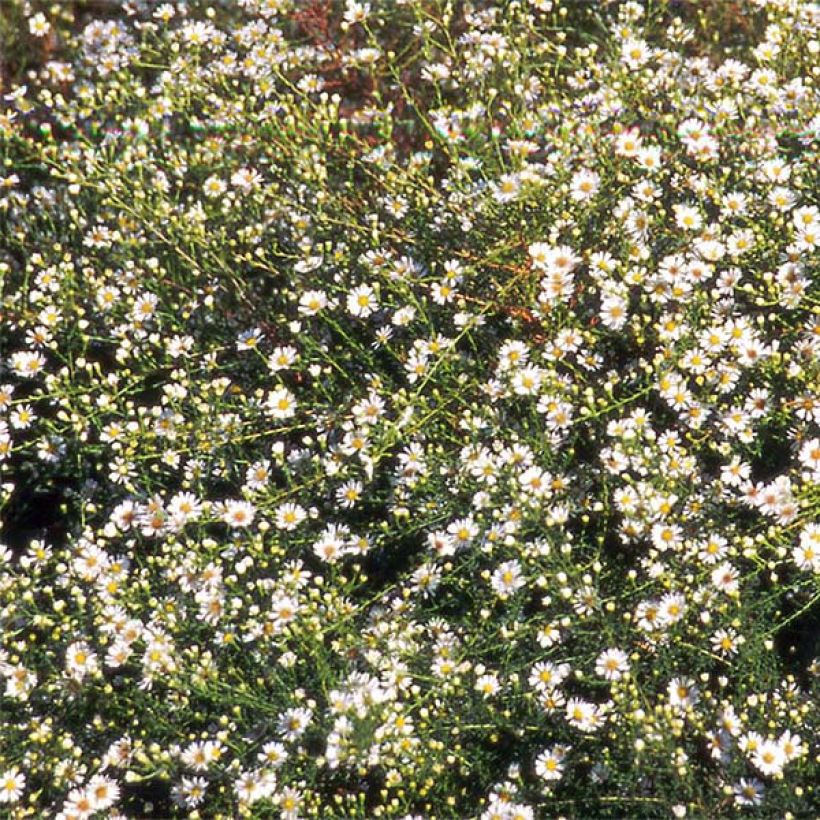 Aster datschii (Flowering)
