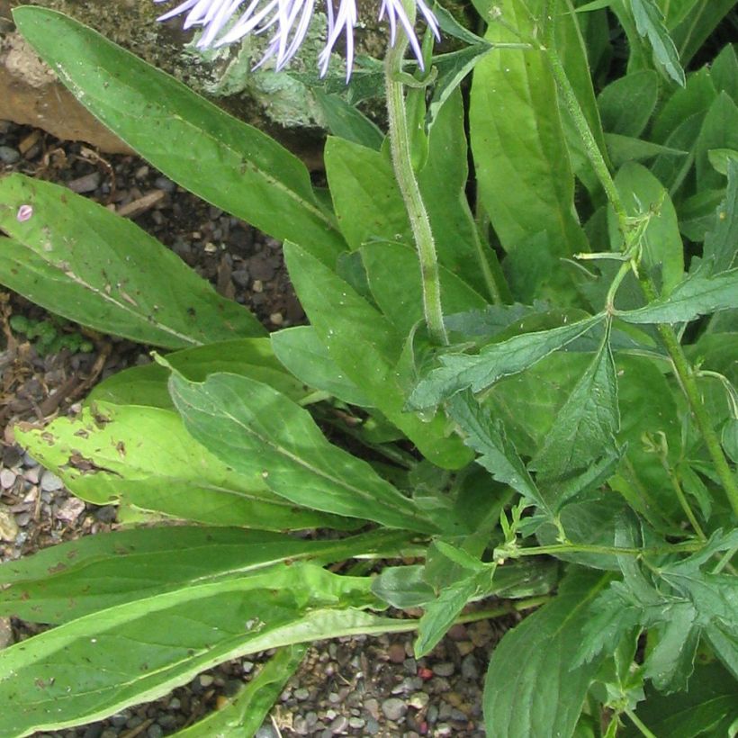 Aster diplostephioides (Foliage)