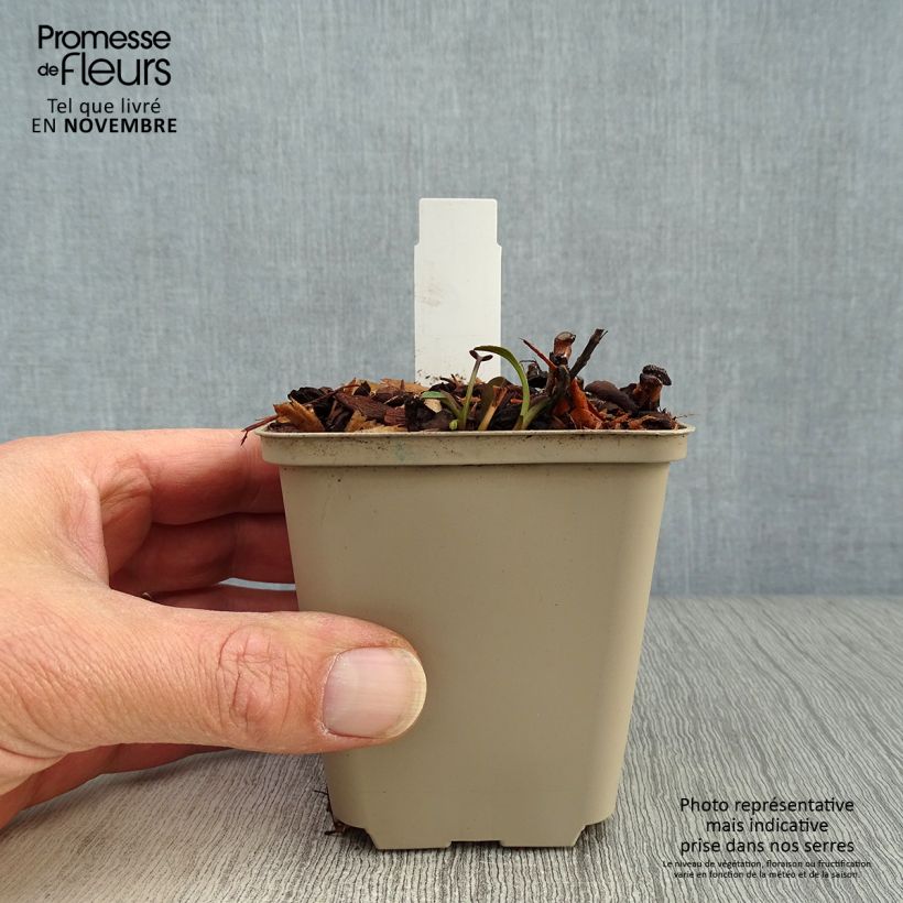 Aster dumosus Anneke 8/9 cm pot sample as delivered in autumn
