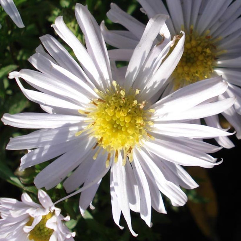 Aster dumosus Kristina (Flowering)