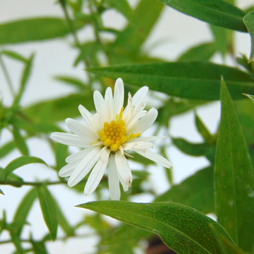 Aster dumosus Schneekissen (Flowering)