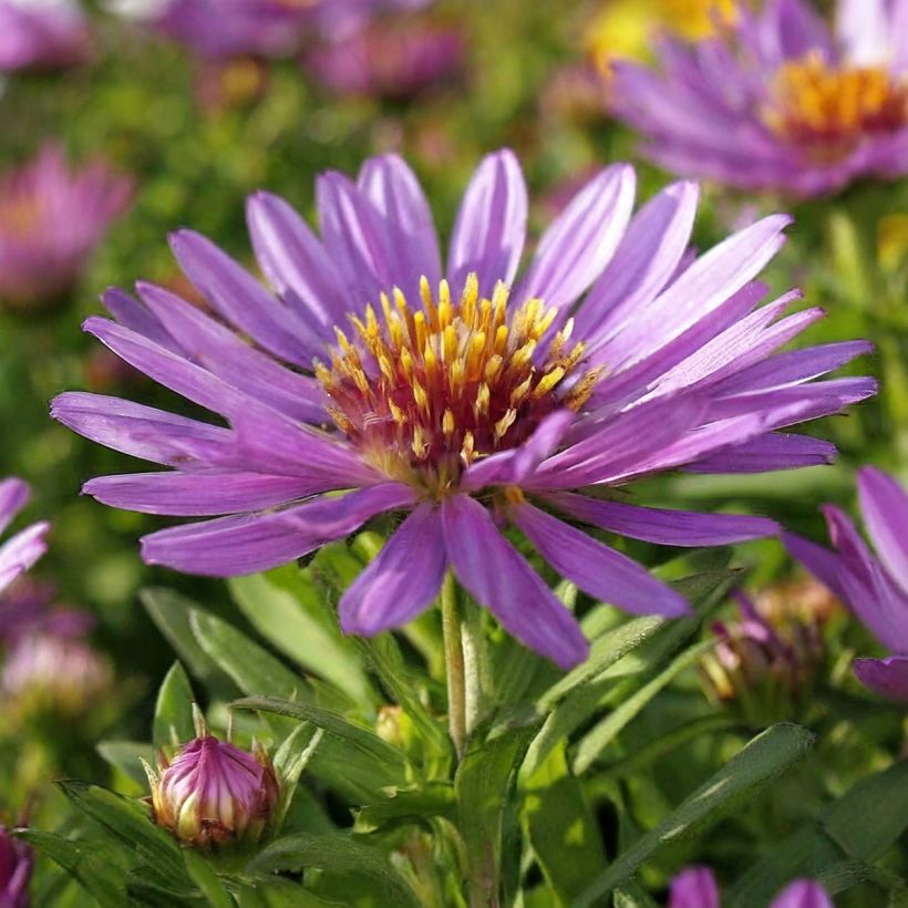 Aster novi-belgii Wood's Purple - New York Aster (Flowering)