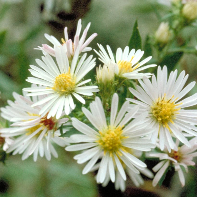 Aster ericoides (Flowering)