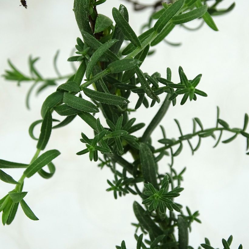 Aster ericoides f. prostratus - White Heath Aster (Foliage)