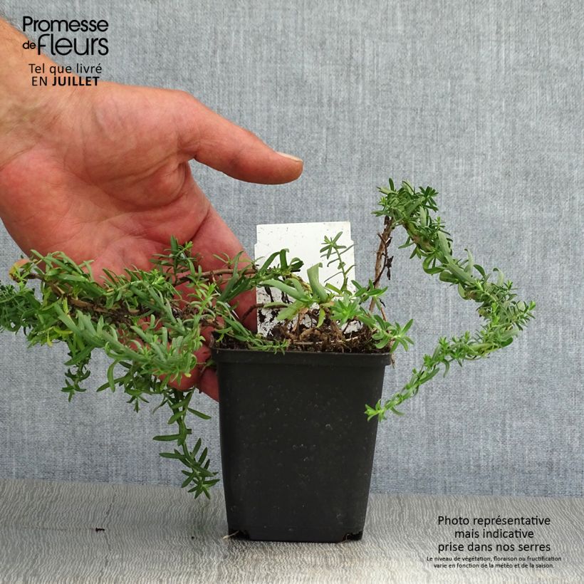 Aster ericoïdes f. prostratus Snow Flurry 7/8 cm pot sample as delivered in summer