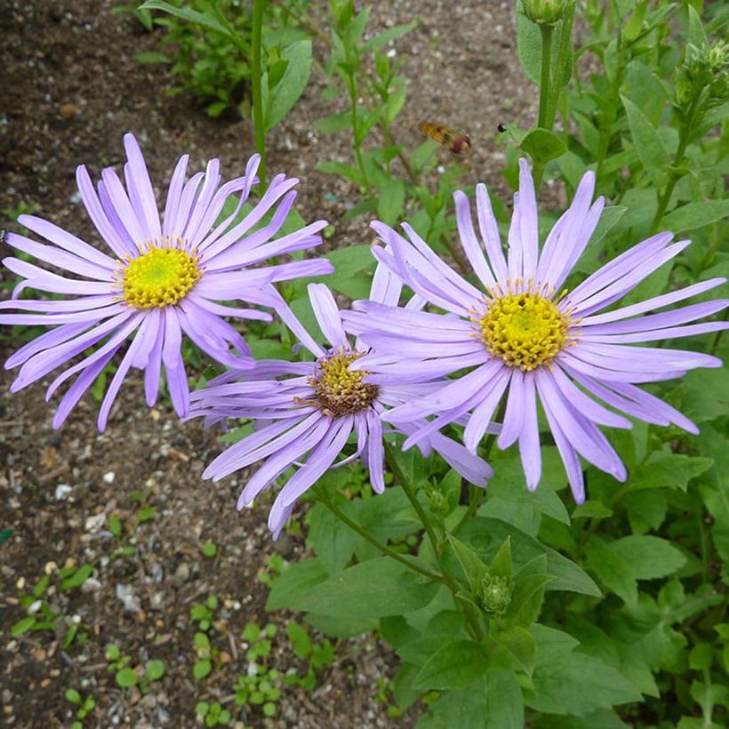 Aster frikartii Mönch (Flowering)