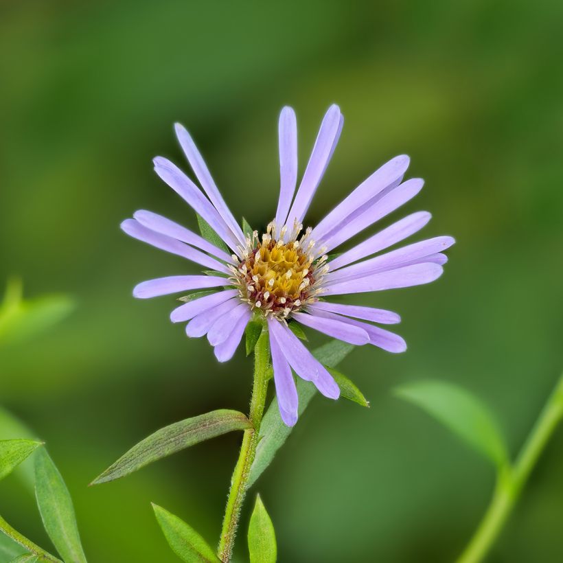 Aster laevis - Giant Autumn Aster (Flowering)