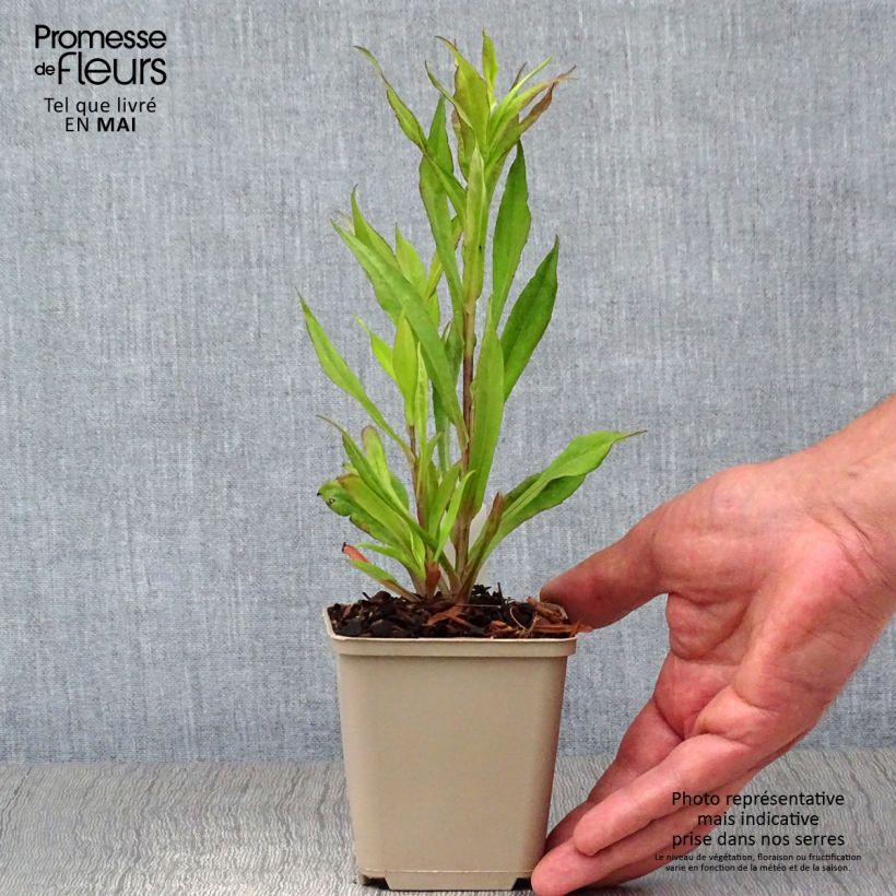 Aster lateriflorus Chloe - Aster d'automne Godet de 9cm sample as delivered in spring