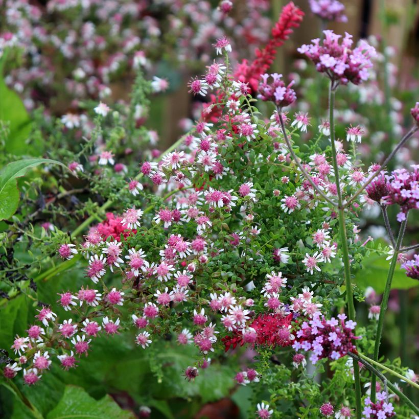 Aster lateriflorus Horizontalis (Plant habit)