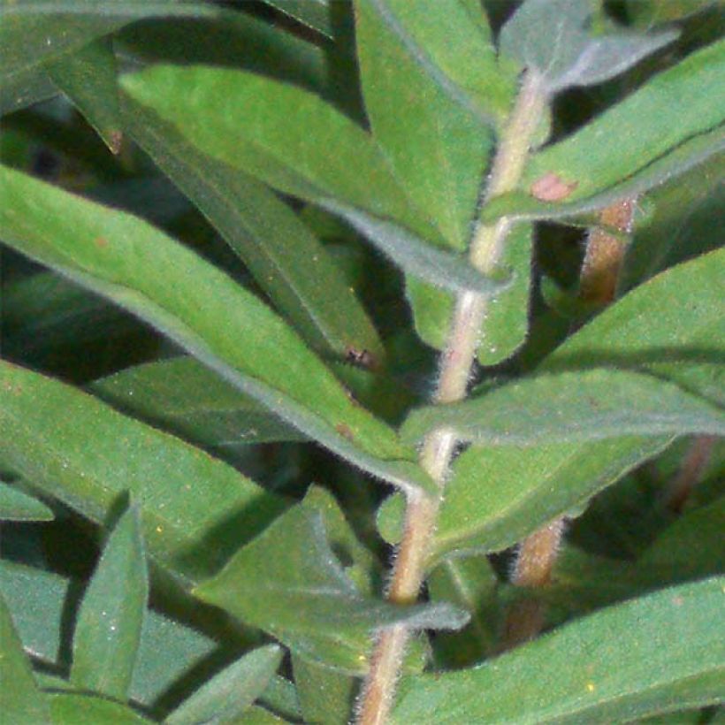 Aster novae-angliae Barrs Blue (Foliage)