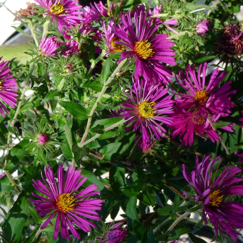 Aster novae-angliae Constanz (Plant habit)