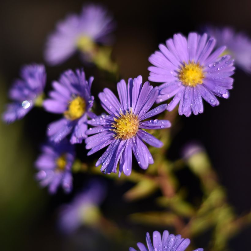 Aster novi-belgii Dauerblau (Flowering)