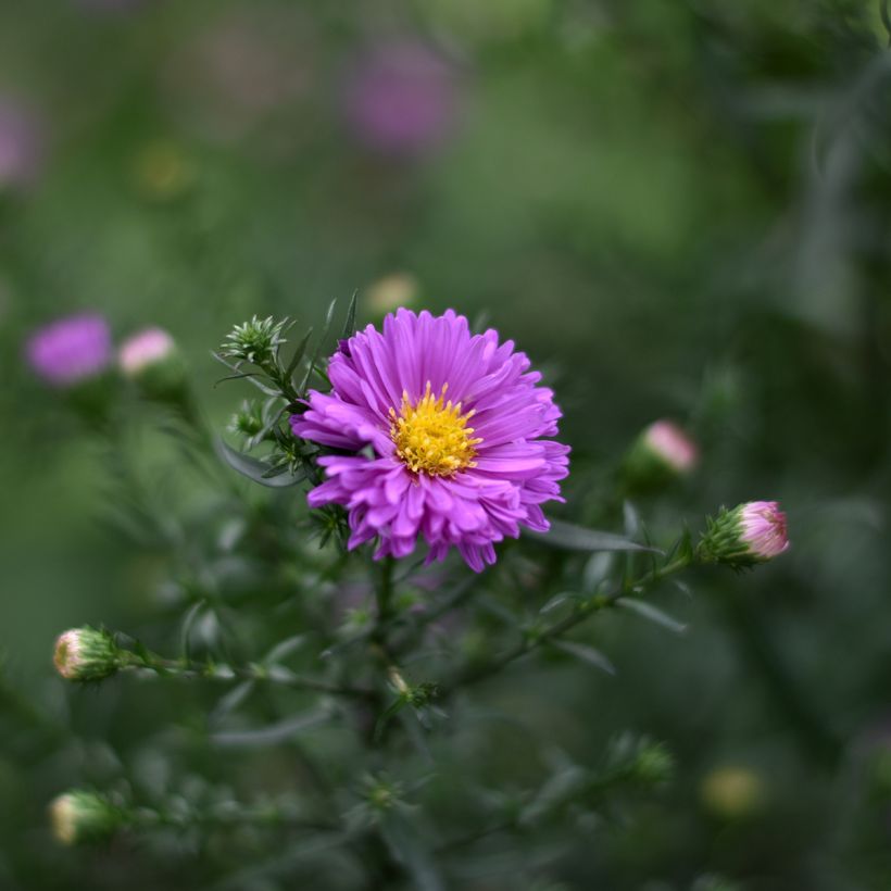Aster novi-belgii Karmin Kuppel (Flowering)