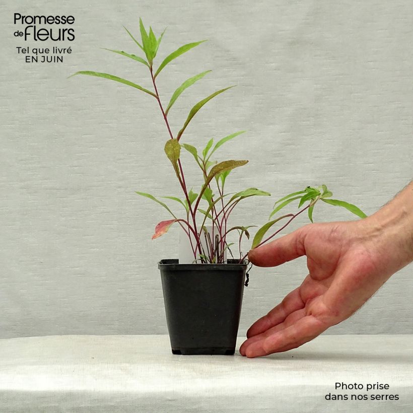 Aster novi-belgii Rosenquarz 8/9 cm pot sample as delivered in summer