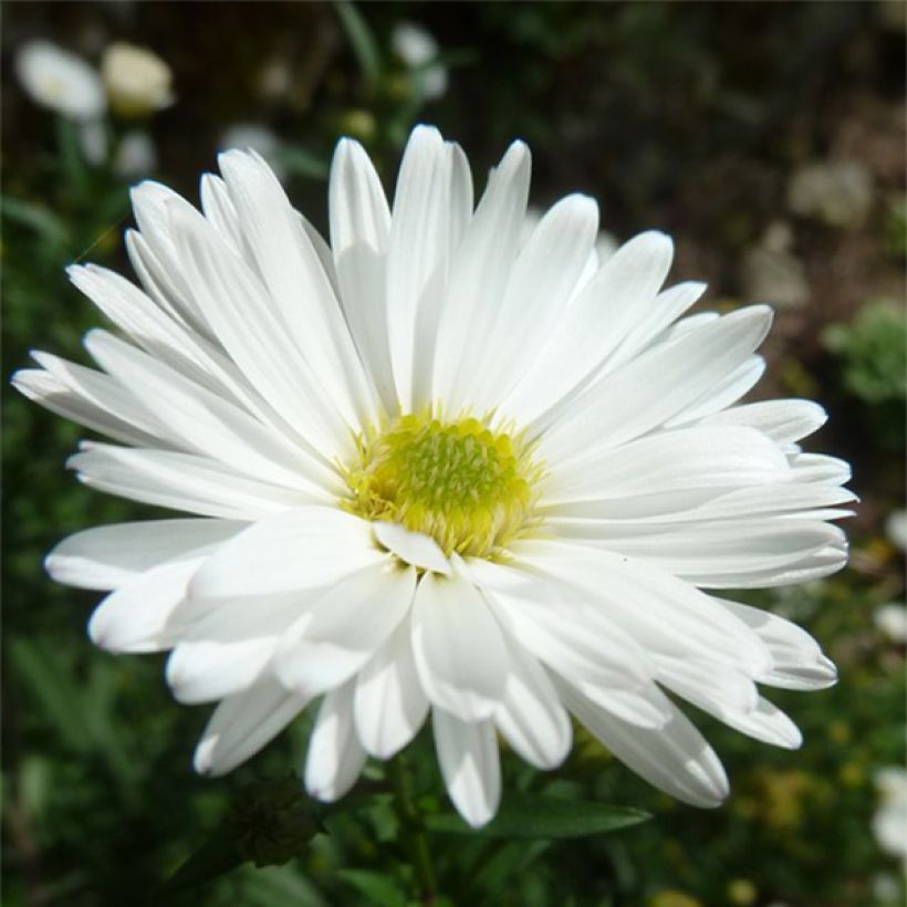 Aster novi-belgii White Ladies (Flowering)