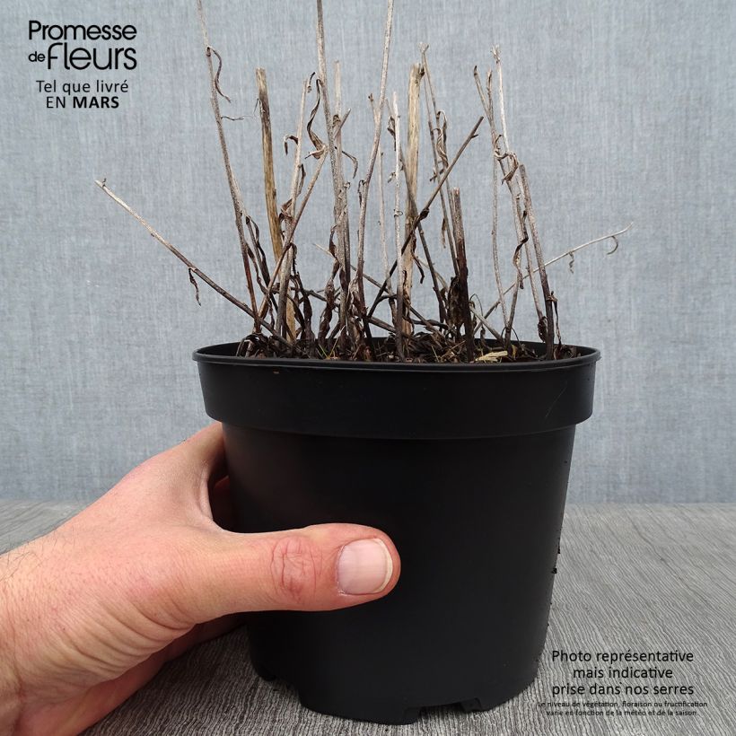 Aster rugulosus Asrugo 2L/3L pot sample as delivered in winter
