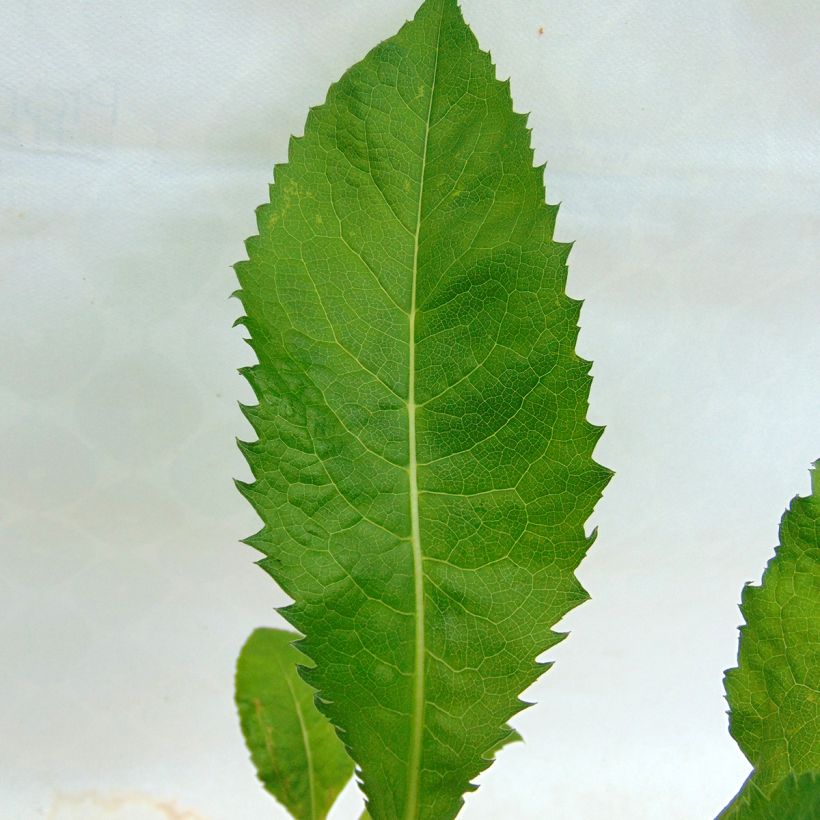 Aster tataricus Jindai (Foliage)