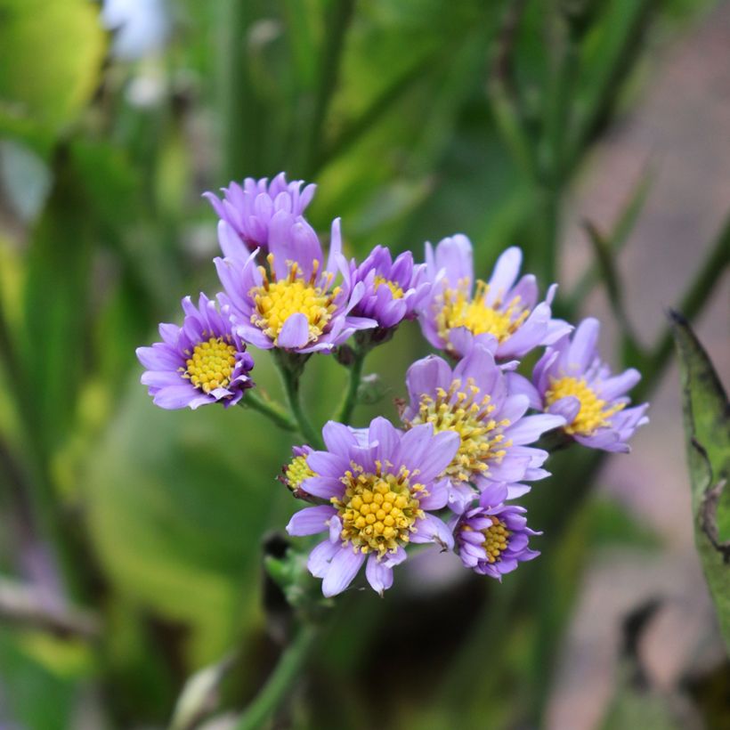 Aster tataricus Jindai (Flowering)