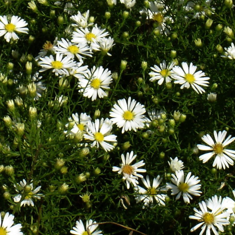 Aster tradescantii (Flowering)