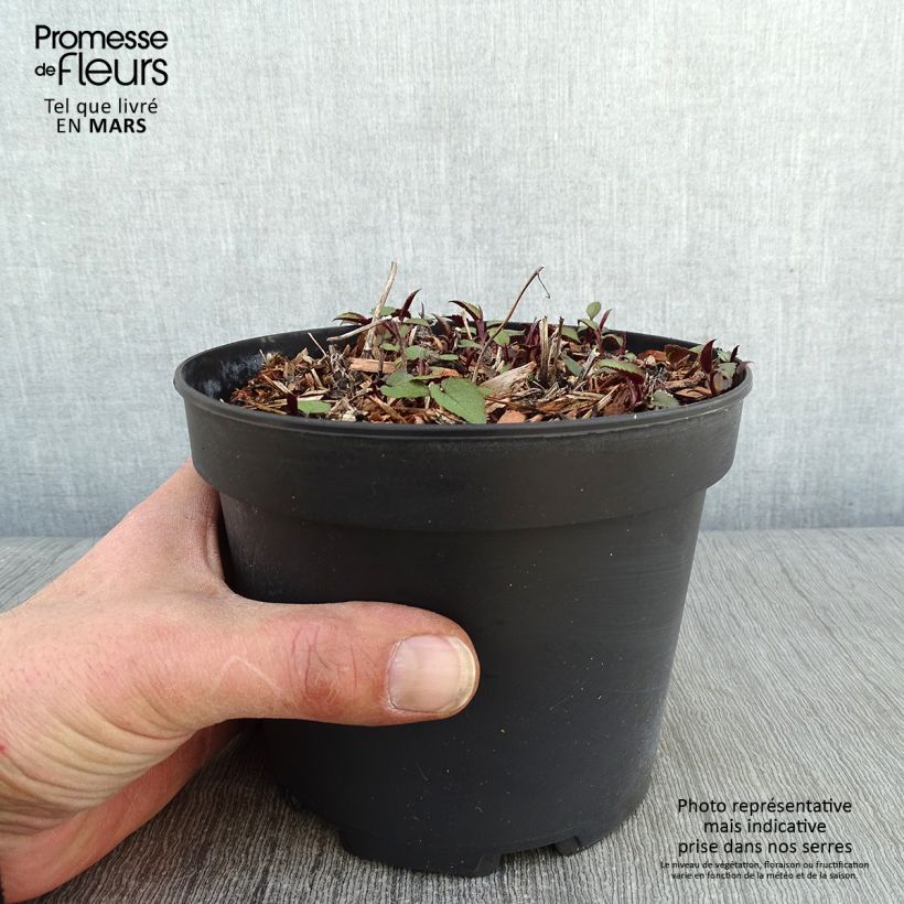 Aster tradescantii - Aster d'automne en pot de 2L/3L sample as delivered in winter