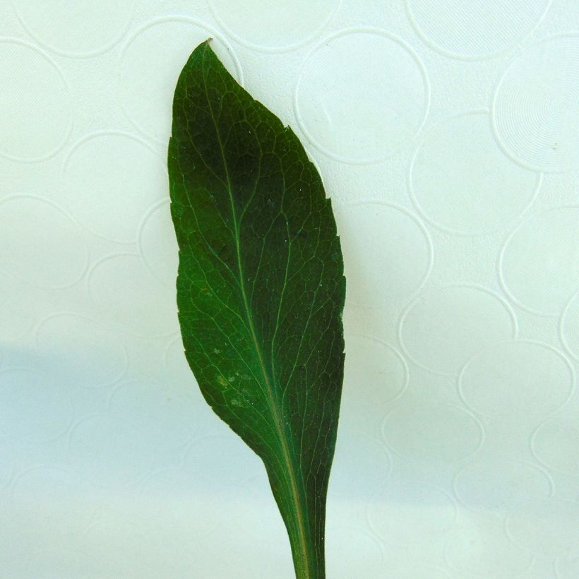 Aster turbinellus (Foliage)