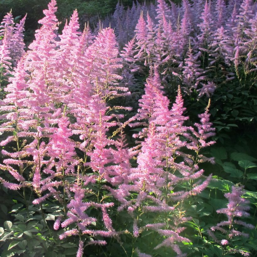 Astilbe Amerika (Plant habit)