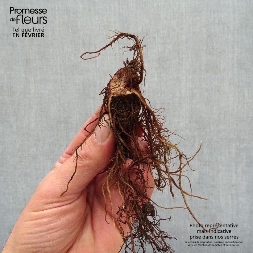 Astilbe 'Chocolate Shogun' Bare root sample as delivered in winter