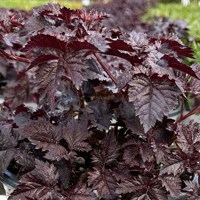 Astilbe chinensis Darkside Of The Moon - Chinese Astilbe (Foliage)