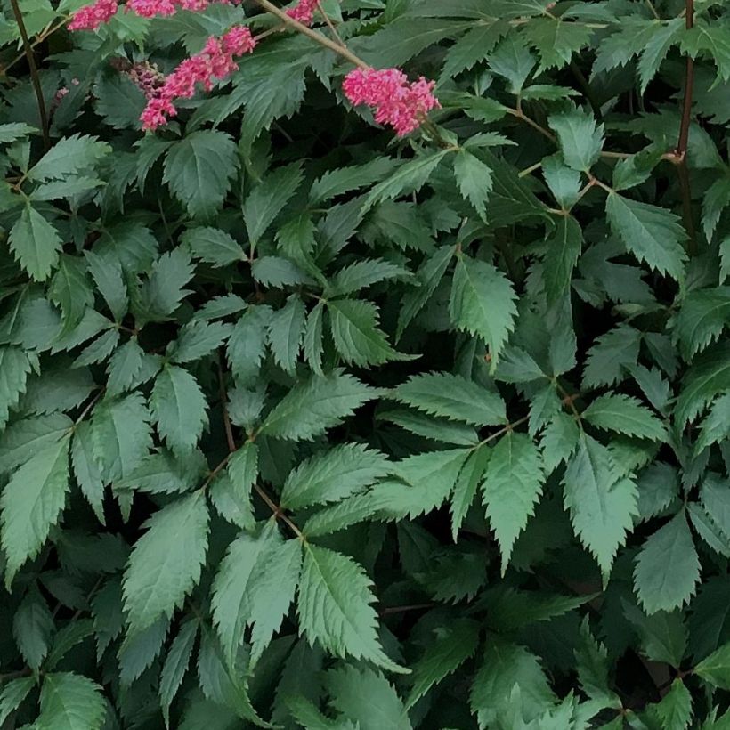 Astilbe chinensis 'Vision in Red' (Foliage)