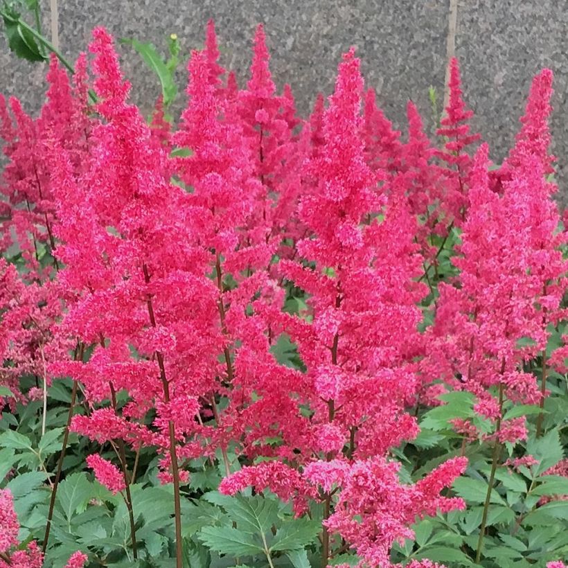 Astilbe chinensis 'Vision in Red' (Flowering)