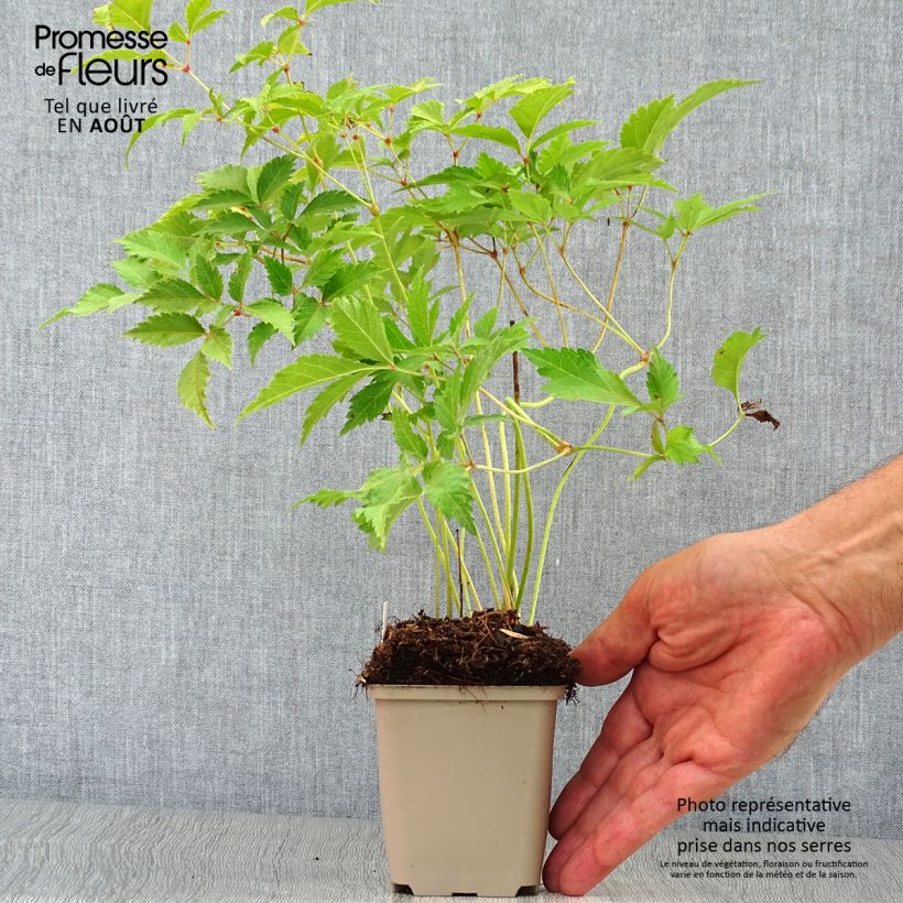 Astilbe japonica 'Washington' 8/9 cm pot sample as delivered in summer