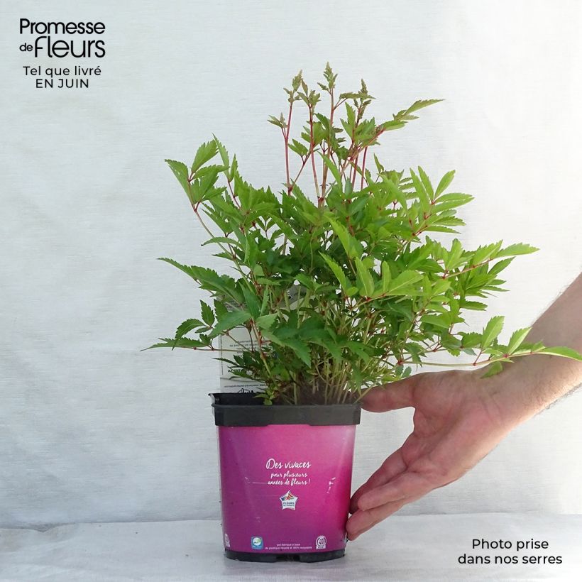 Astilbe Younique Silvery Pink - False Spirea 2L/3L pot sample as delivered in summer